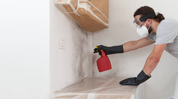 Professional Mold Cleanup technician working in Morrisville, NY