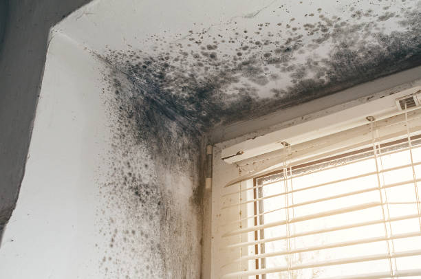 Affordable Mold Cleanup solutions in Morrisville, NY